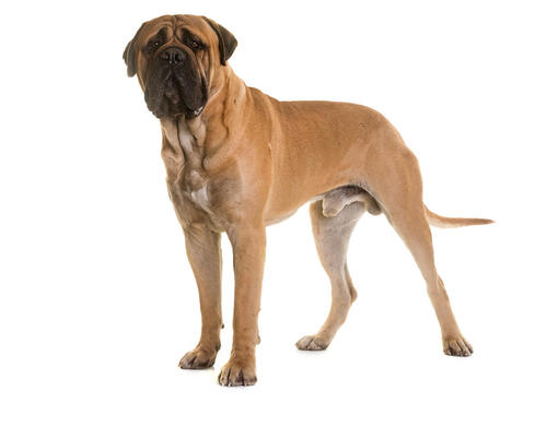 Bullmastiff hot sale